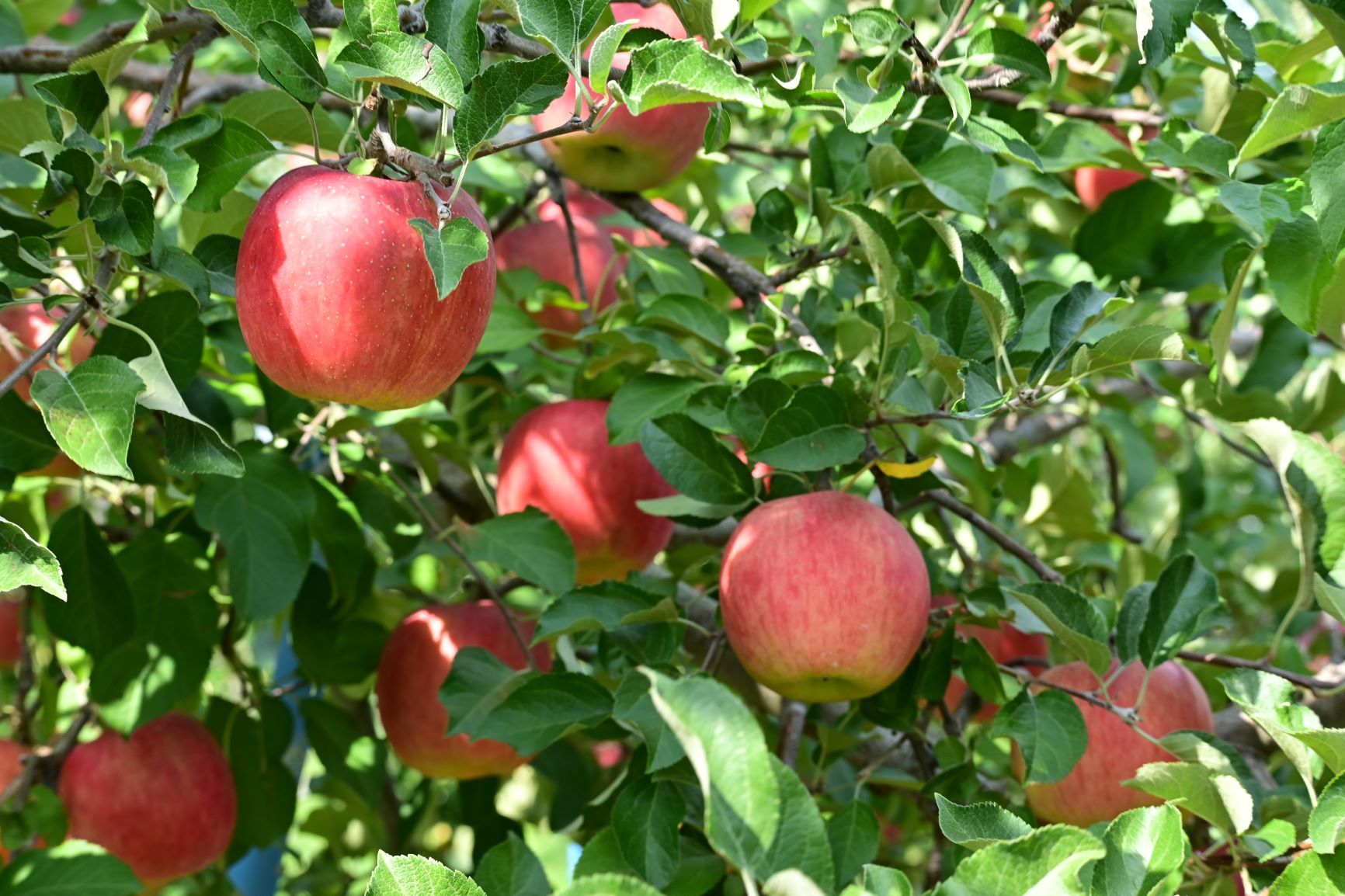 「ひろさきりんご収穫祭」りんご公園で11月5～6日に開催！
飲食ブースの出店やお菓子作りなどの体験イベントを多数ご用意