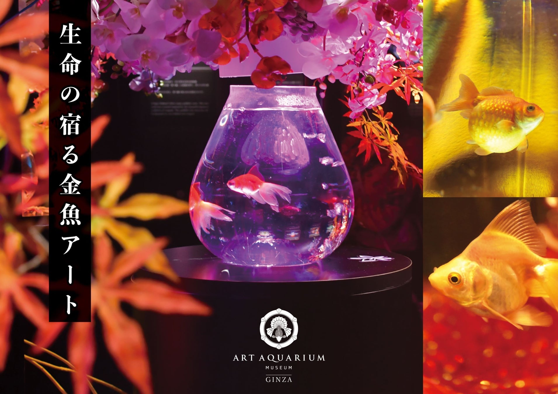 銀座で芸術の秋を楽しもう！「生命の宿る金魚アート」をアートアクアリウム美術館 GINZAで堪能
