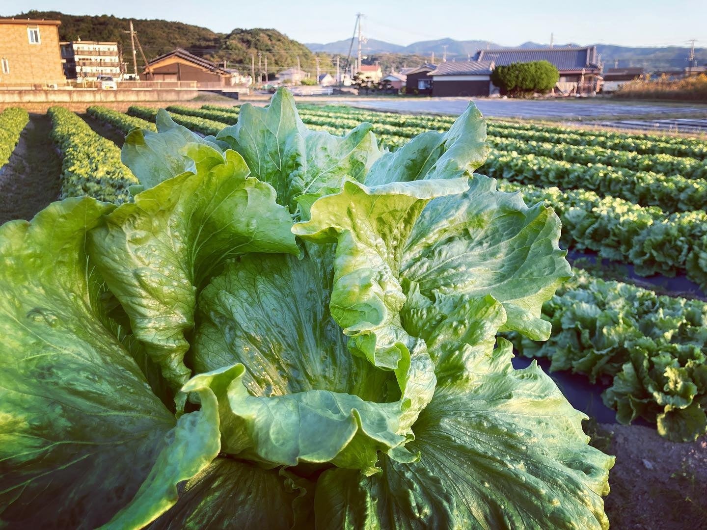 自ら収穫したレタスでレタしゃぶを食す！和歌山・白浜の農家と自然を感じる体験プラン開始　熊野古道の宿「SEN.RETREAT」