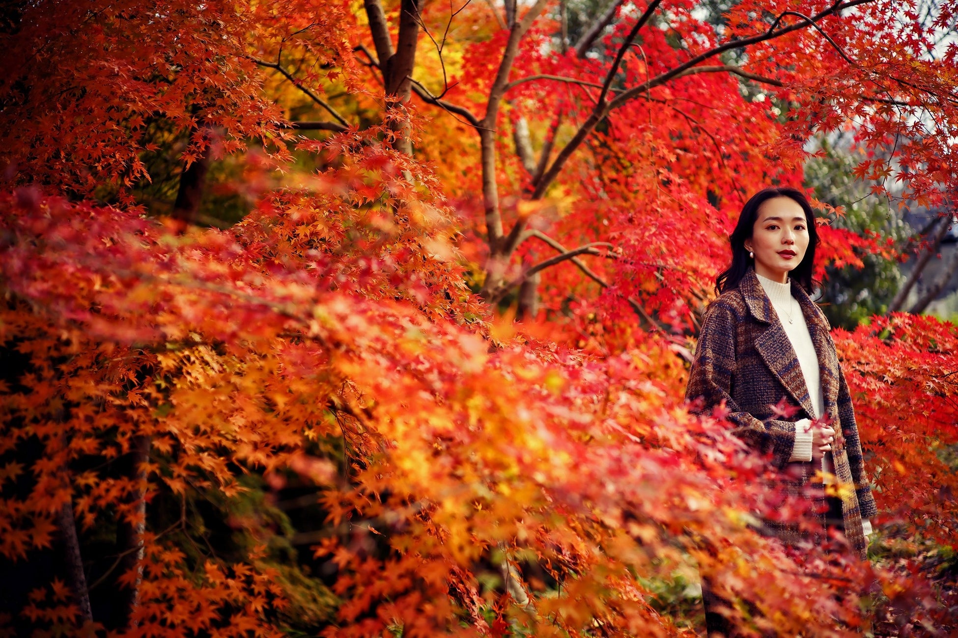 神戸の紅葉の名所「布引の紅葉」間もなく見ごろに。秋色に彩るガーデンと紅葉が調和した自然の織りなす情景を楽しめます。ロープウェイからは色づく六甲山脈の壮大な景色が眼下に広がります。