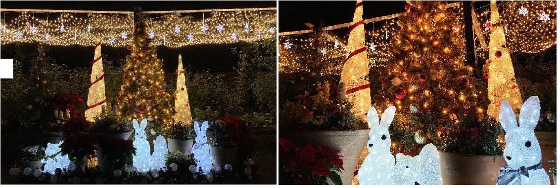 練馬区立 四季の香ローズガーデン、クリスマスイルミネーション開催 / キャンドルのような温かい光が夜のバラ園を包み込む