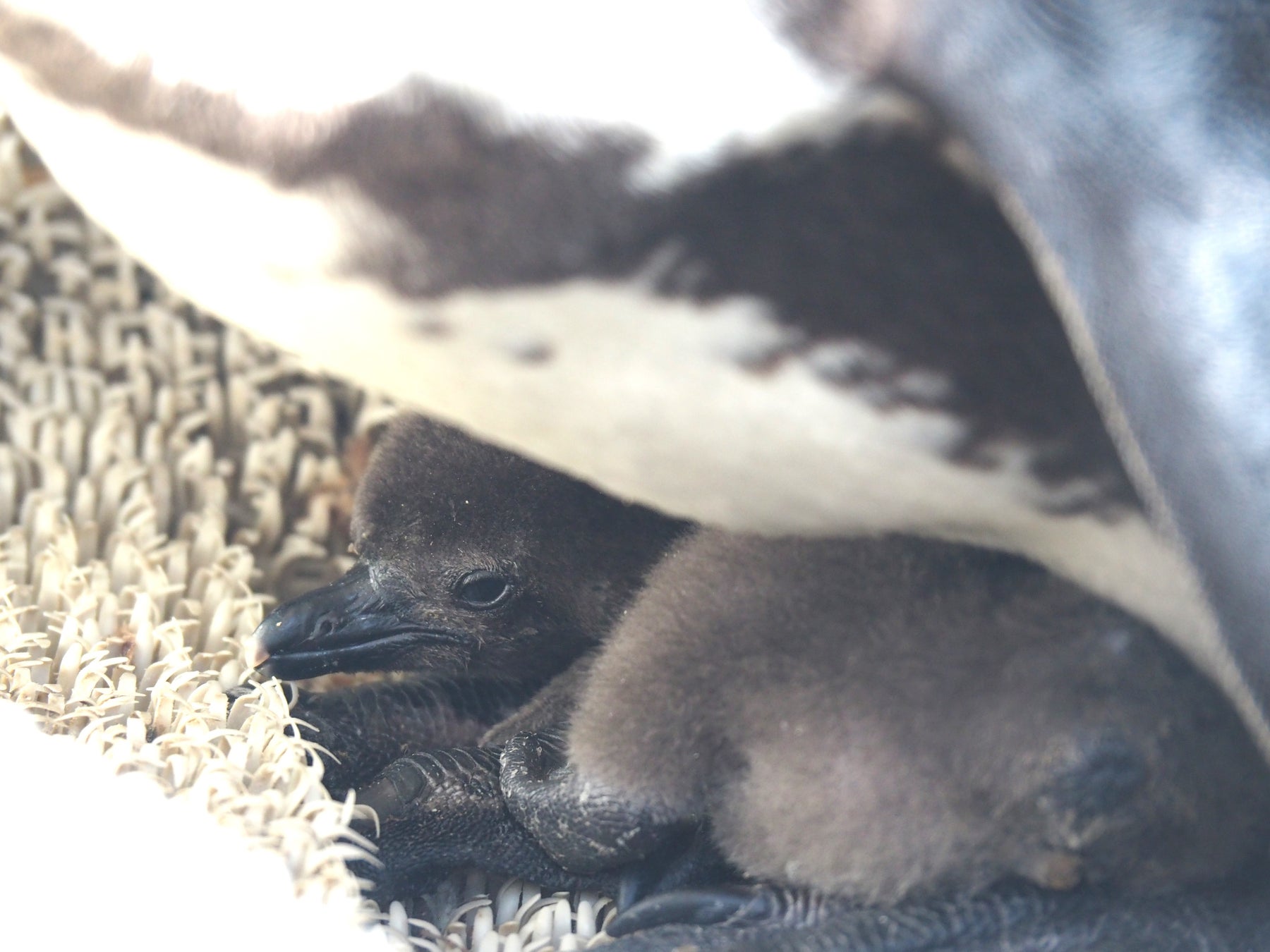 四国水族館　1年半ぶりにケープペンギンの雛が誕生しました