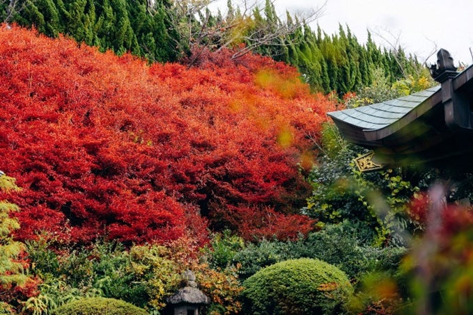 加古川の秋の訪れを告げる約500本の「ドウダンツツジ」金城山 永昌寺にて一般公開