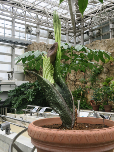 【神代植物公園】臨時開園・早朝開園のお知らせ「“ショクダイオオコンニャク”が開花の兆しを見せています！」