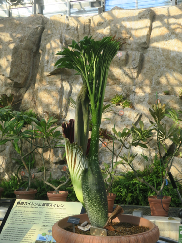 【神代植物公園】ついに世界最大級の花“ショクダイオオコンニャク”の開花が始まりました！【12月20日・21日は早朝開園実施！】