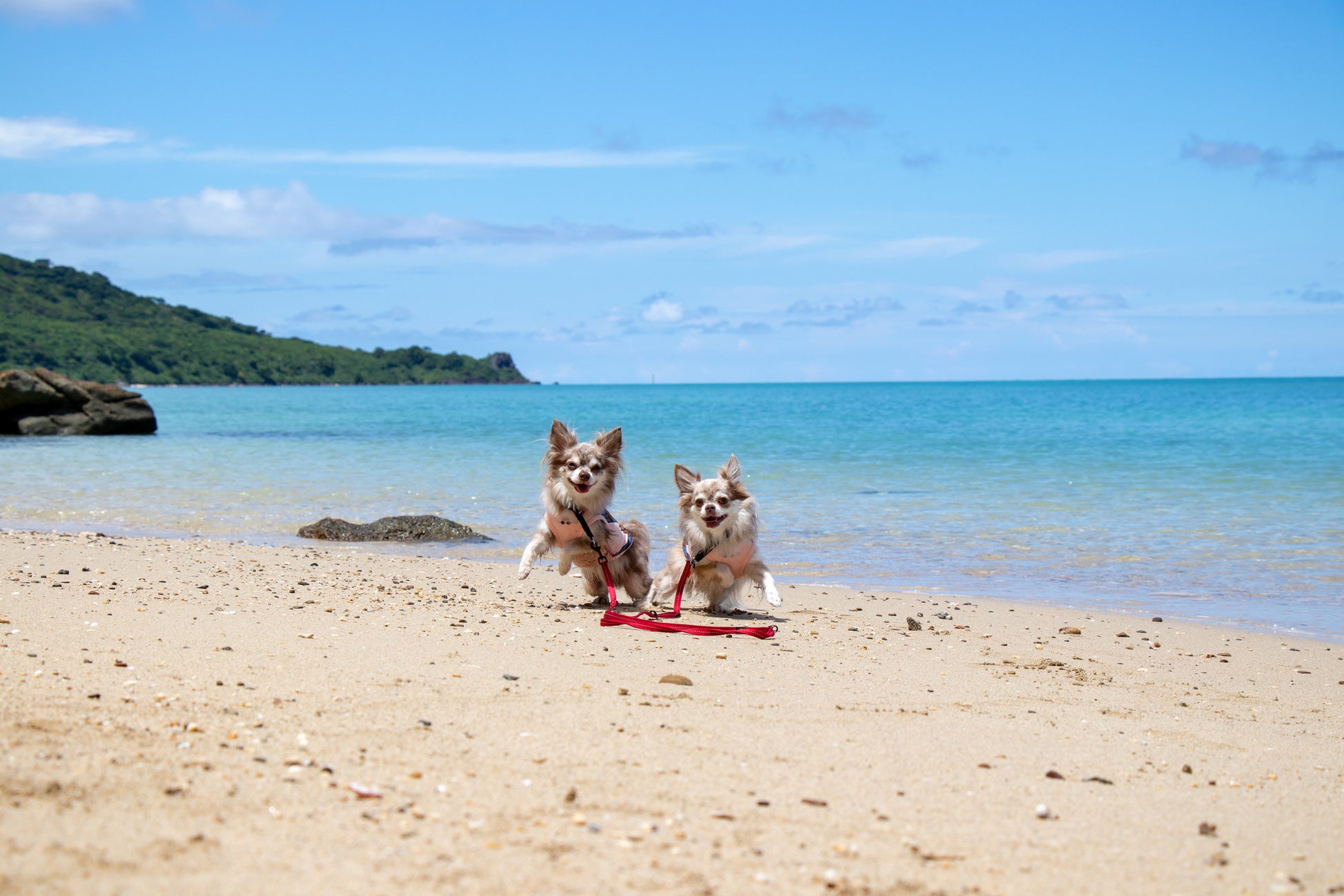 愛犬と一緒に飛行機に乗って沖縄へ！『ワンダホーフライト』ツアー来年3月に決定。