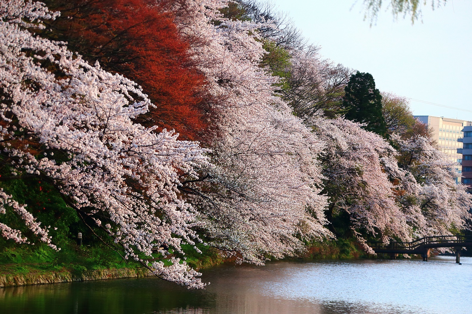 桜100選「高岡古城公園」の
傷んだ桜の木を植え替え、次世代につなぎたい
　12月25日までクラウドファンディング実施中
