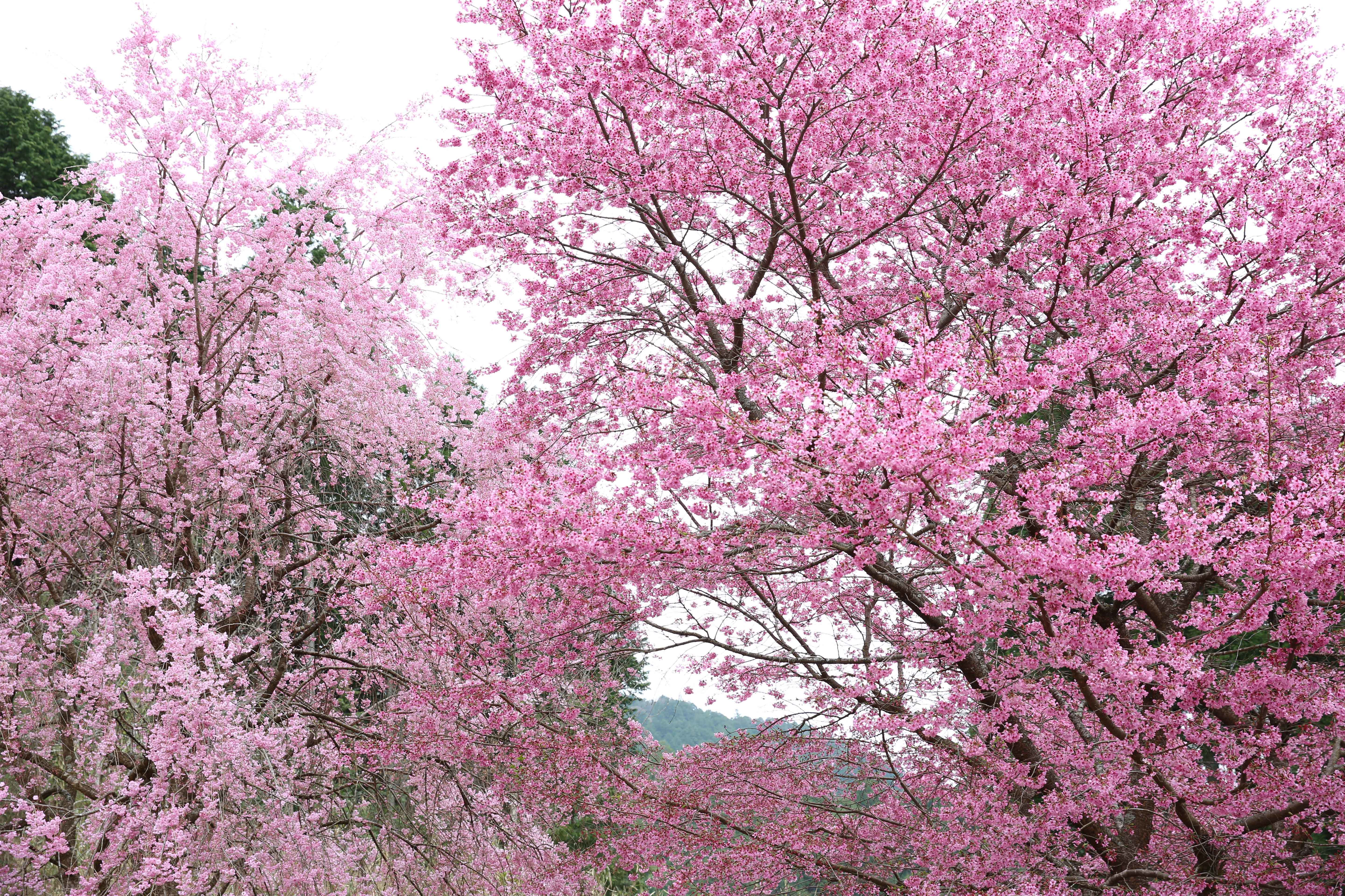 京都洛北『花宝苑』、4月8日(土)より「桜園」を公開　
4月16日(日)桜満開の中「癒しの歌声コンサート」開催決定！