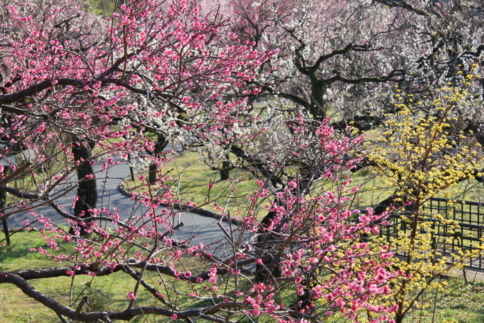 【青森屋】～抹茶と一緒に郷土菓子をアレンジした5種のおやつで桜を満喫～桜尽くしのこたつ席で桜を楽しめるプログラム 「桜見こんびり茶屋」実施｜実施日：2023年4月15日～5月7日