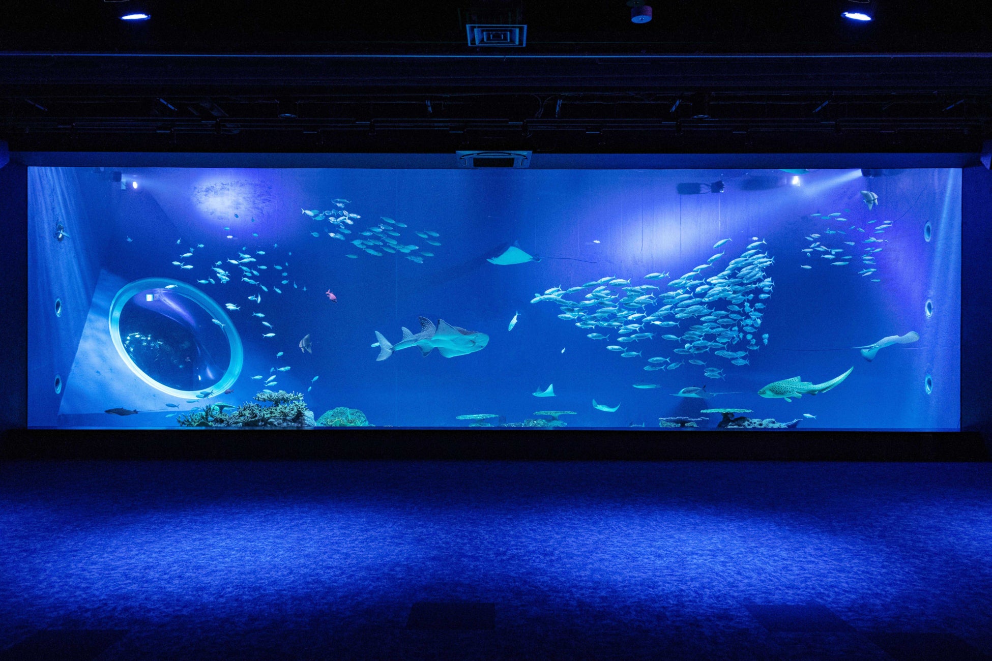 DMMかりゆし水族館で幻想的なフォトウェディングを演出　ジャルパック限定オプショナルプラン「アクアリウムフォトウェディング」2023年1月18日（水）14時発売