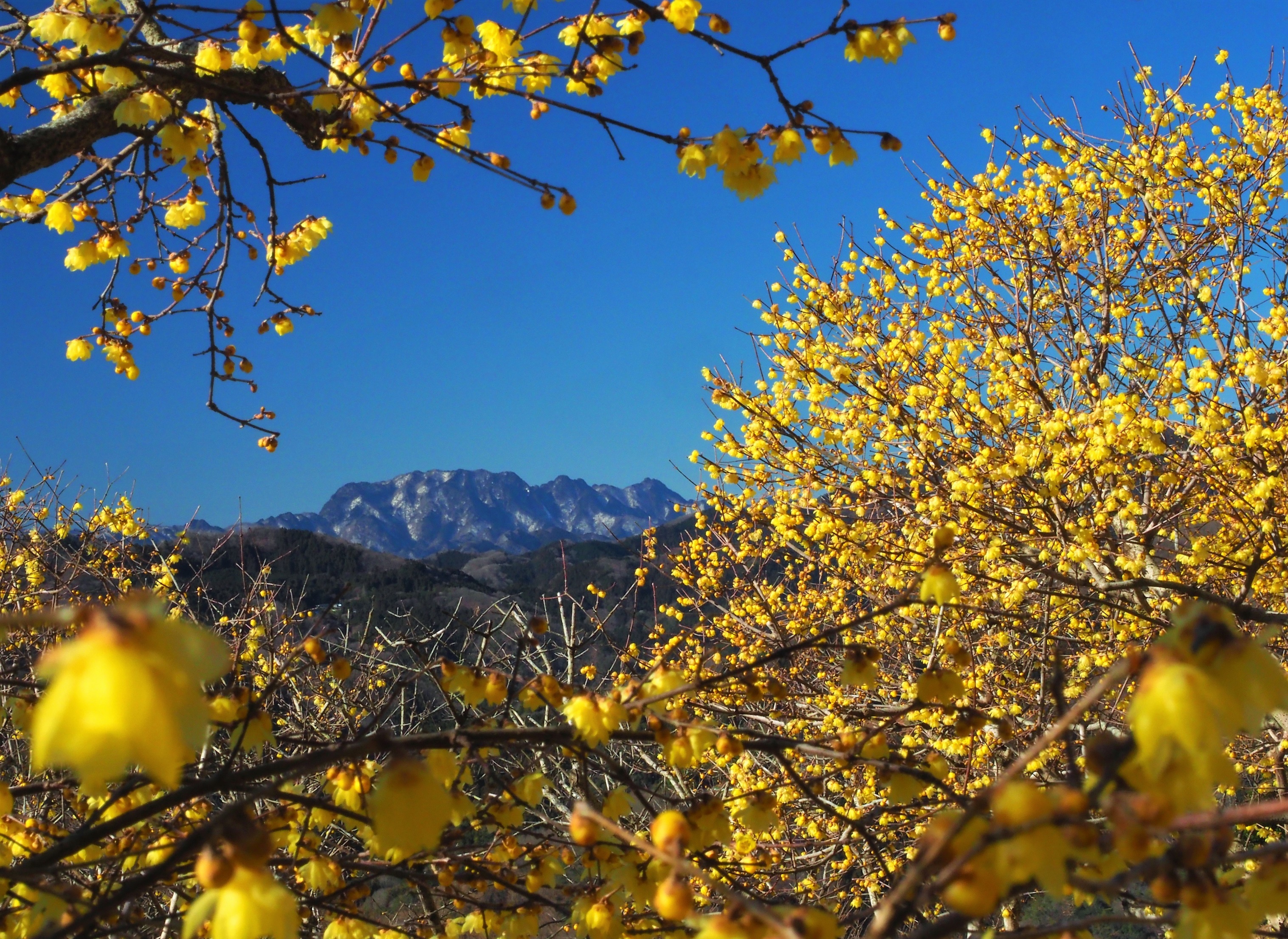 関東一のロケーション　宝登山の臘梅(ロウバイ)が開花　
期間限定でライトアップやハイキング等を実施