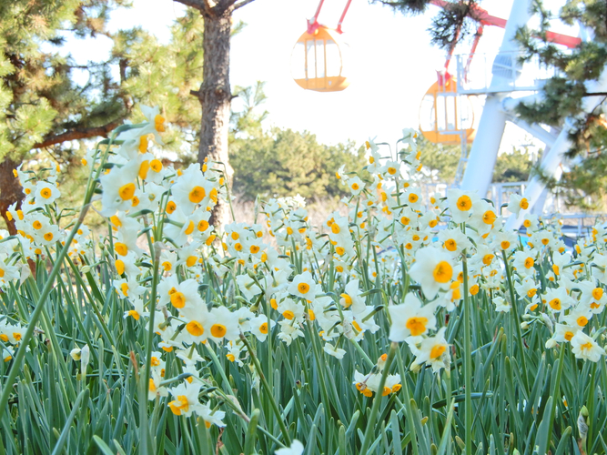 【葛西臨海公園】圧巻！20万輪のスイセンと太陽光イルミで 春の訪れを感じる「花と光のムーブメント」開催　