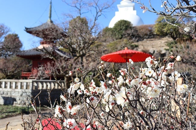 花を楽しむ 早春のイベント盛りだくさん