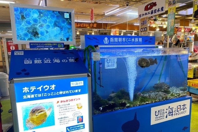 函館の冬の魚「ごっこ」を水槽展示＆プロカメラマン撮影の海中映像上映　函館朝市ミニ水族館　冬の企画展示