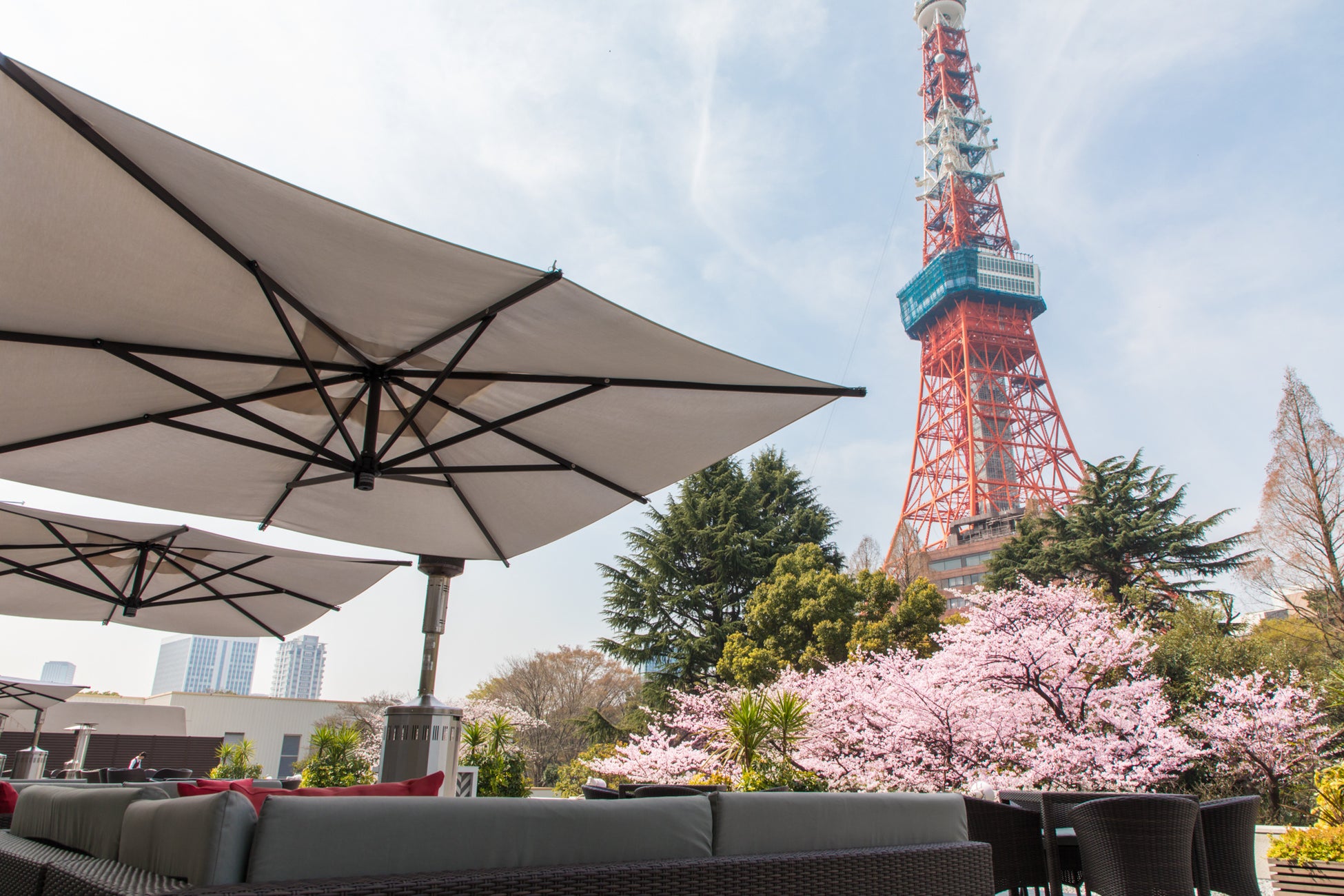 眼前に咲く桜と東京タワーを眺める、東京ならではのお花見「桜まつり 2023」を開催【東京プリンスホテル】