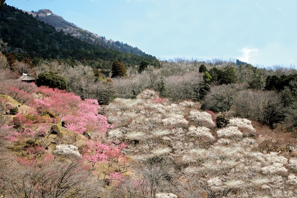 約1,000本もの梅が咲き誇る「第50回筑波山梅まつり」
2月18日(土)～3月19日(日)に開催