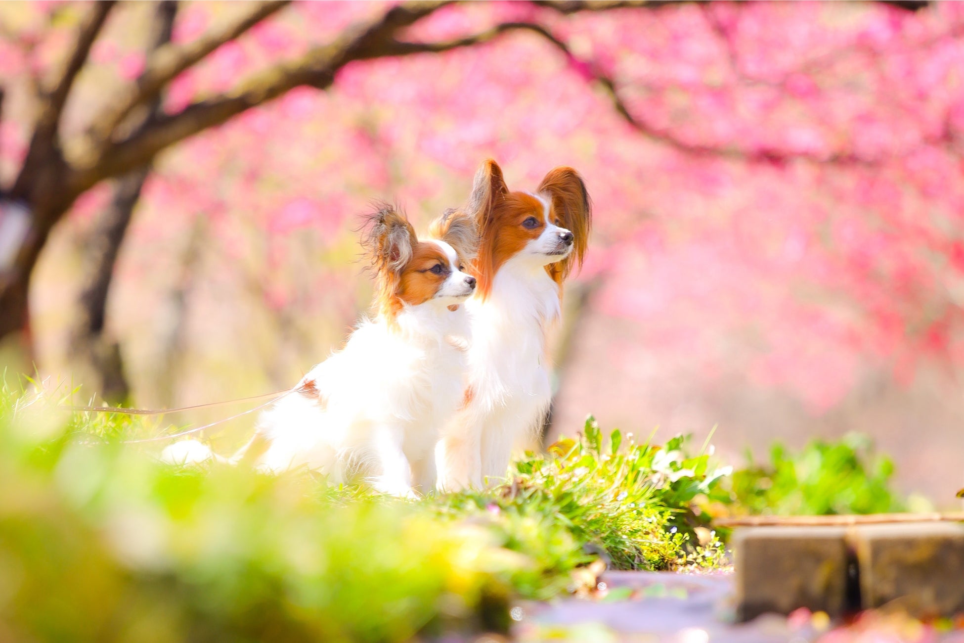 東京マリオットホテル 桜降る御殿山で、愛犬との思い出フォトを「Sakura Shooting with Dog」を開催