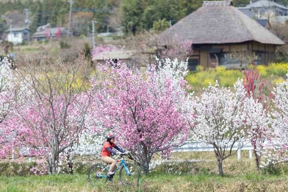 「めっちゃ桜 ～SAKURA Special～」本日より開催！　アートアクアリウム美術館 GINZA 春の特別企画