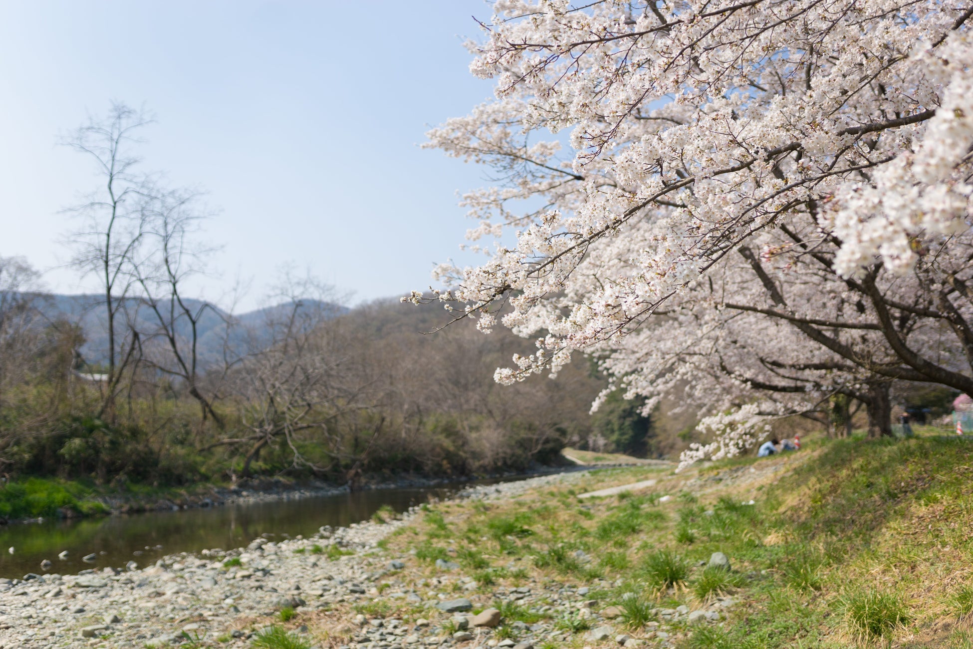 ときたまひみつきちCOMORIVERで開放的なアウトドアBBQやお花見を。期間限定「桜の木一本貸し切り お花見エリア」オープン