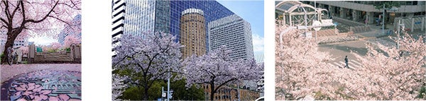 第7回 大阪ダイヤモンド地区 さくらフォトコンテスト2023 ～梅田の春を写真に残そう～ 3月20日(月)～4月23日(日)開催