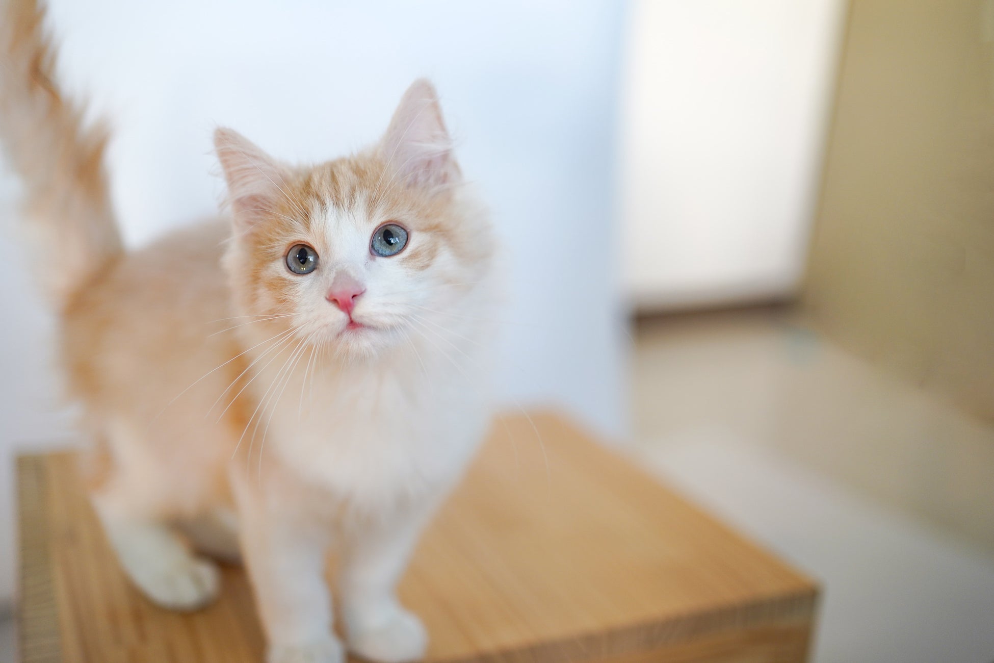 広島初出店！約30頭のネコたちと癒しの時間を！ネコカフェ『Cat Café MOFF SHIMINT HIROSHIMA店』OPEN！