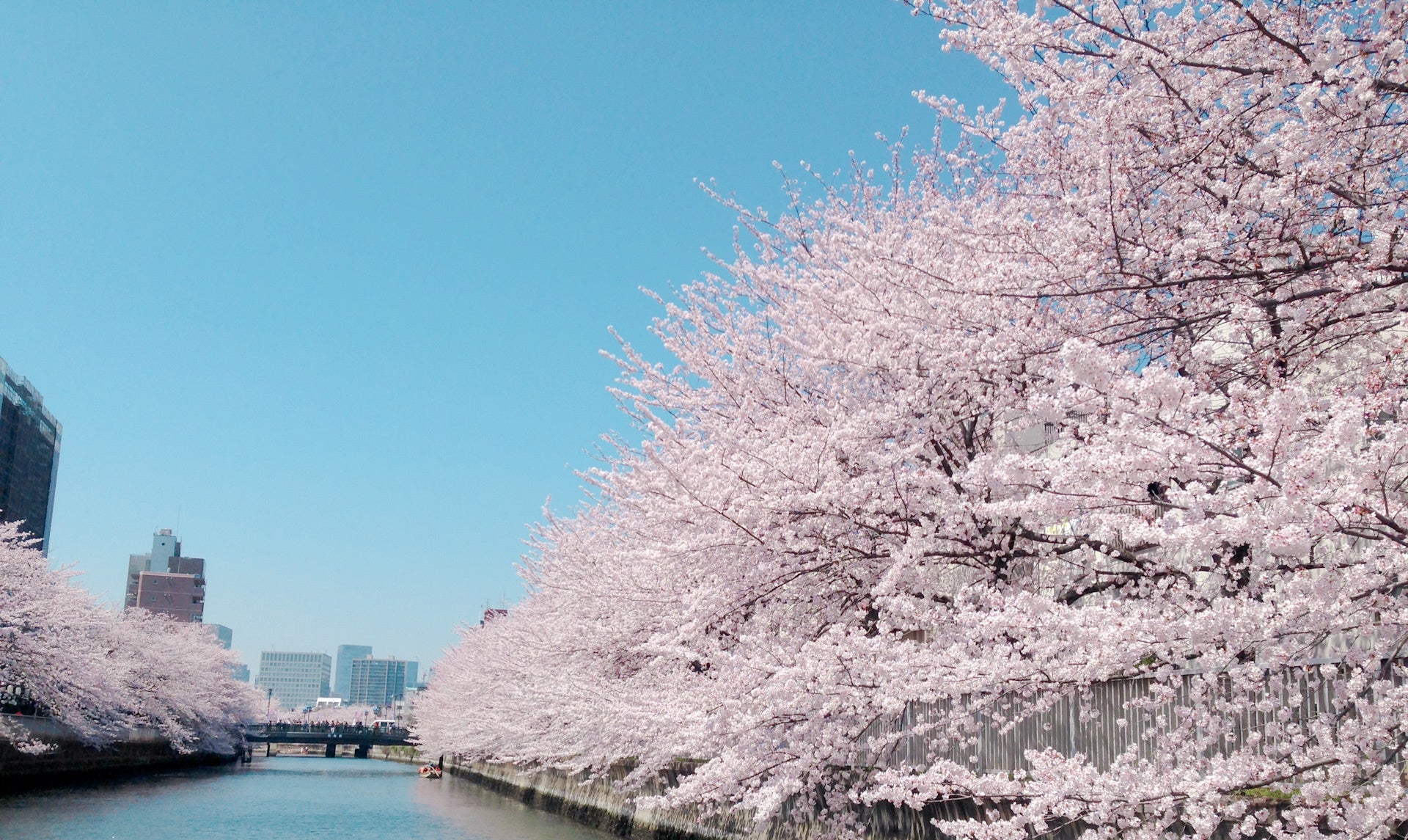 いよいよ桜開花、「ワンランク上の東京お花見クルーズ」販売開始