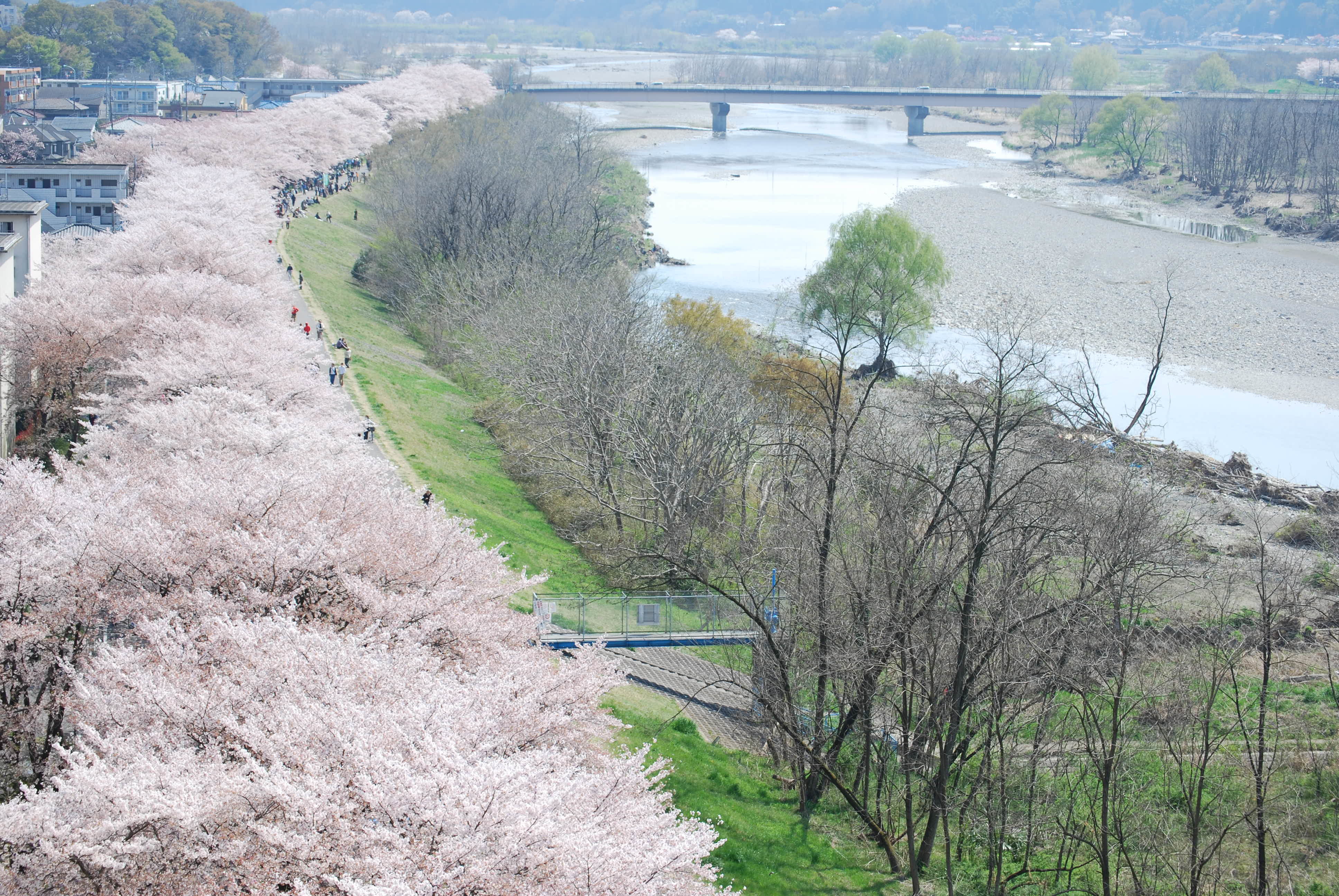 「第40回ふっさ桜まつり」を4月1日(土)～9日(日)に開催！
～4年ぶりの開催！多摩川堤防沿い約2.5kmに桜が咲き誇る～