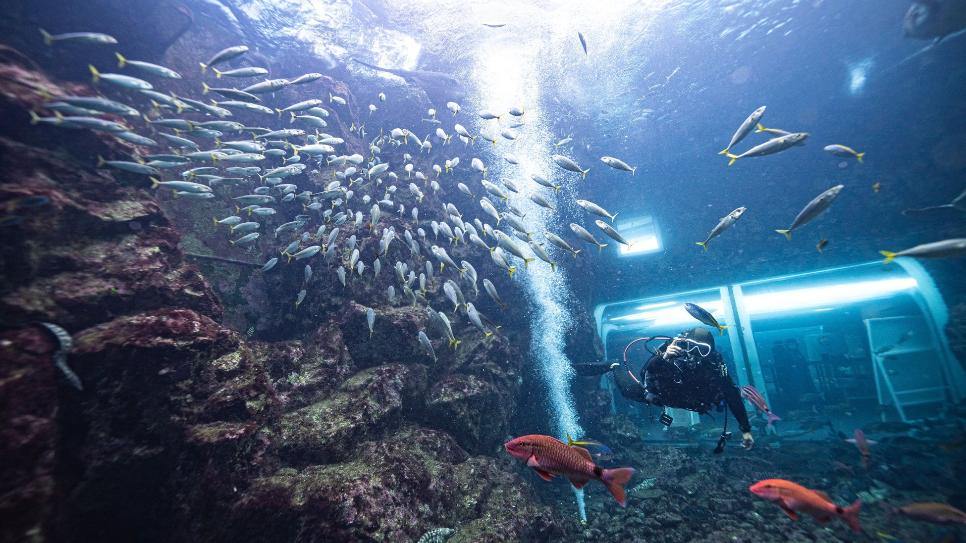 下田海中水族館アクアドームペリー号での体験ダイビングをスタート