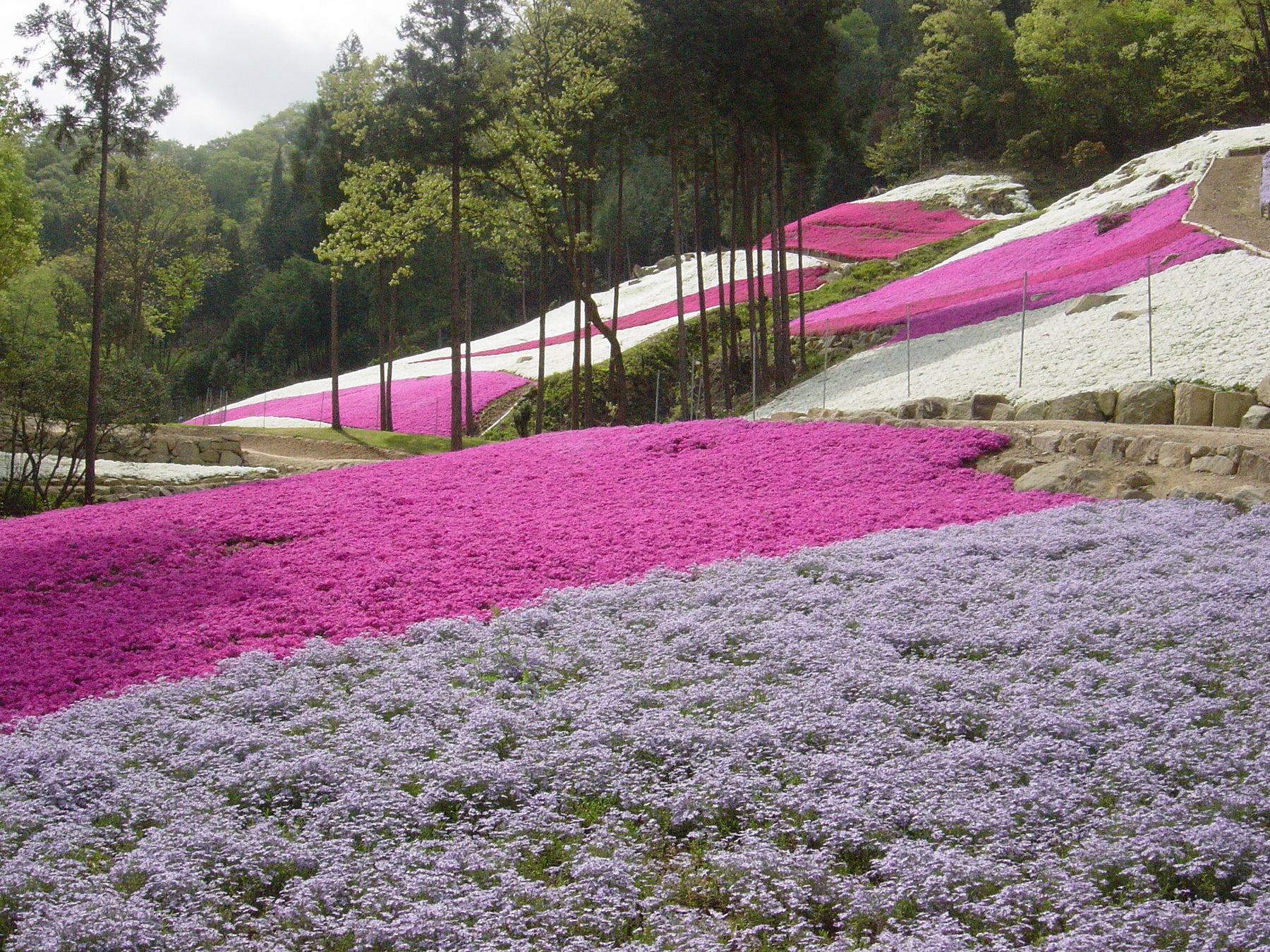 山に広がる花の絨毯！『芝桜の小道』が今年も開園！