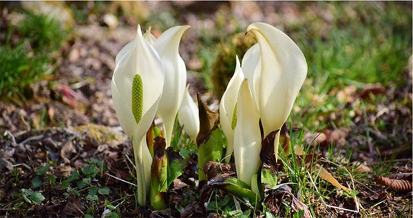 六甲高山植物園～春を告げる純白の花～
「ミズバショウ」の群落が見頃です！