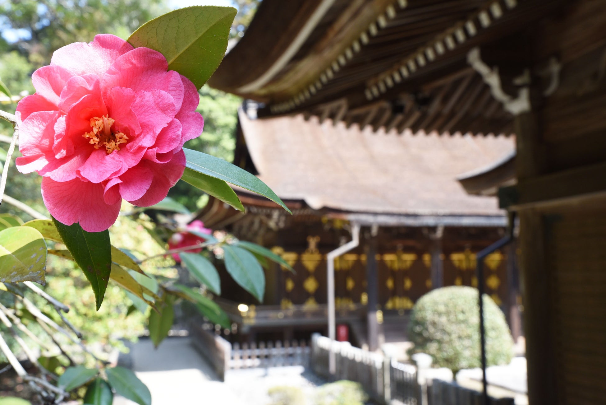 【川西市】樹齢３５０年！多田神社の唐椿の花が見頃に