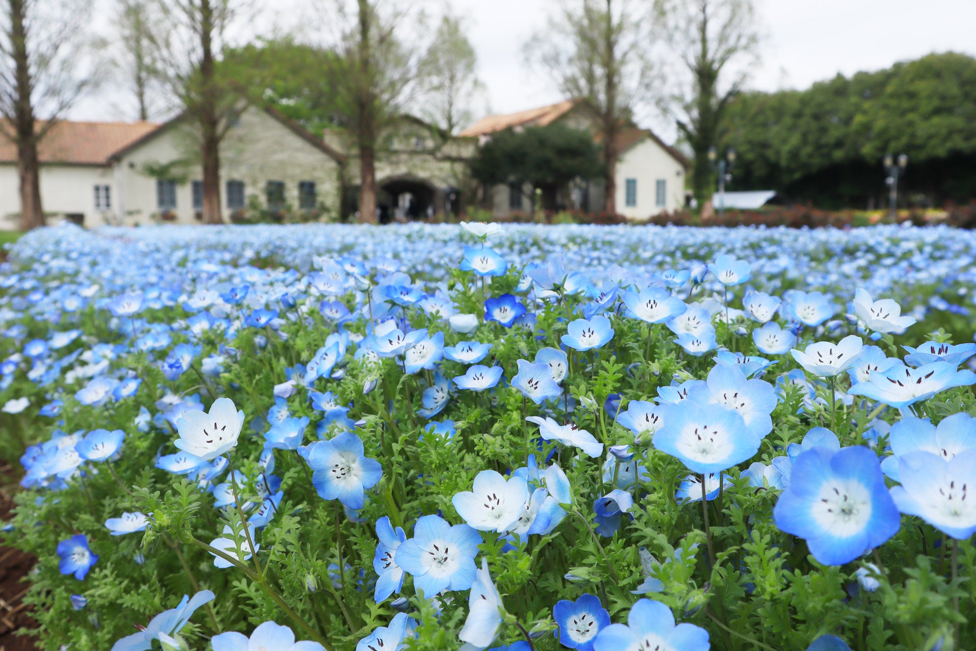 春爛漫！7万本のネモフィラと2万本のチューリップが、10万本の菜の花とともに見頃を迎えました。「こもれび森のイバライド」