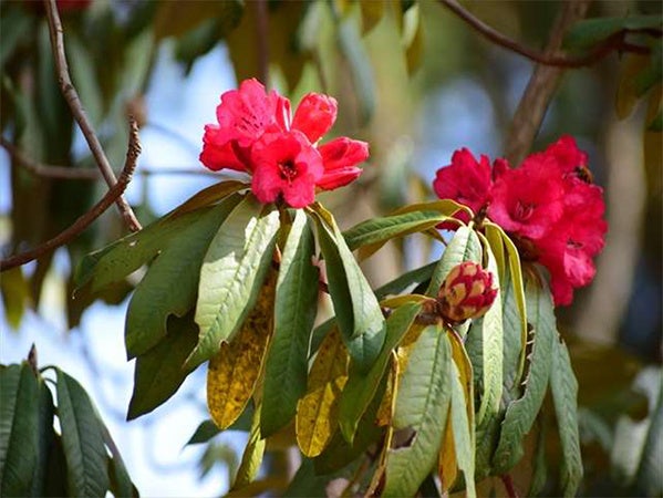 六甲高山植物園 ヒマラヤに咲く深紅のシャクナゲ
～ ロードデンドロン・アルボレウムが見頃です ～