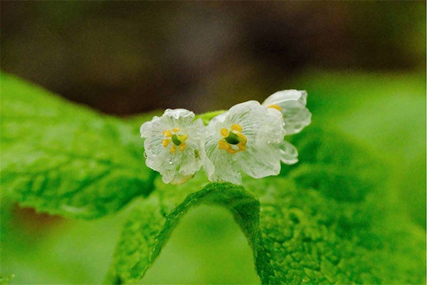 六甲高山植物園 雨に濡れると透ける花 「サンカヨウ」が開花しました！