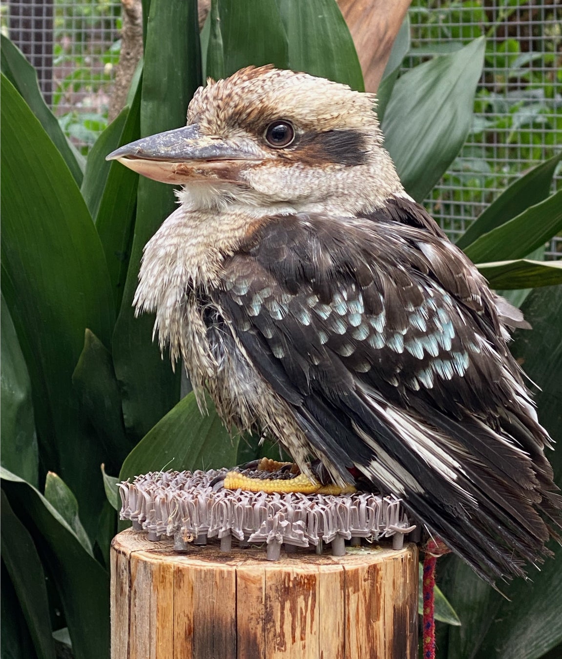 富士花鳥園（静岡県富士宮市）：この春、ワライカワセミが仲間入りしました！