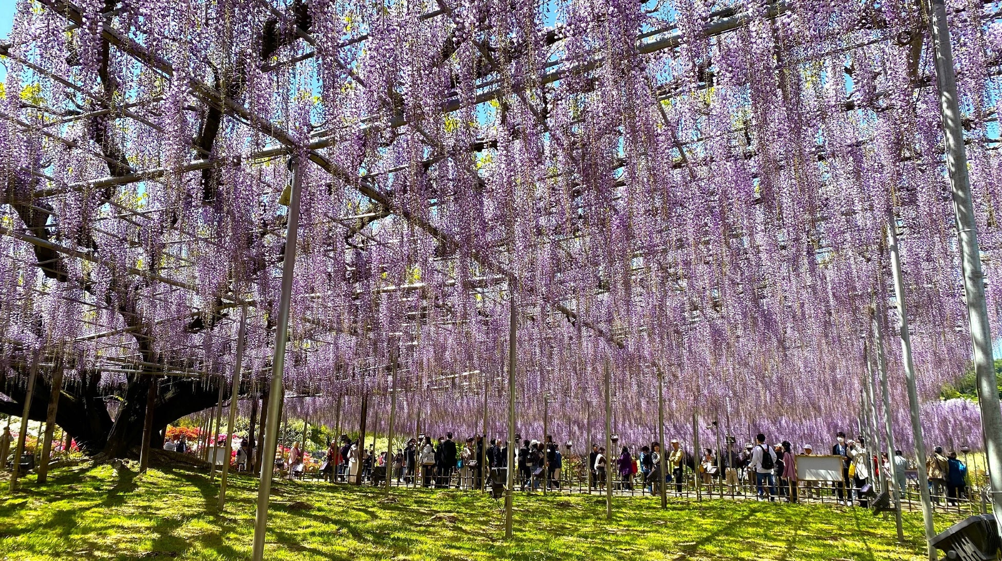 あしかがフラワーパークの大藤が、例年よりも10日程度早く見頃を迎えました！