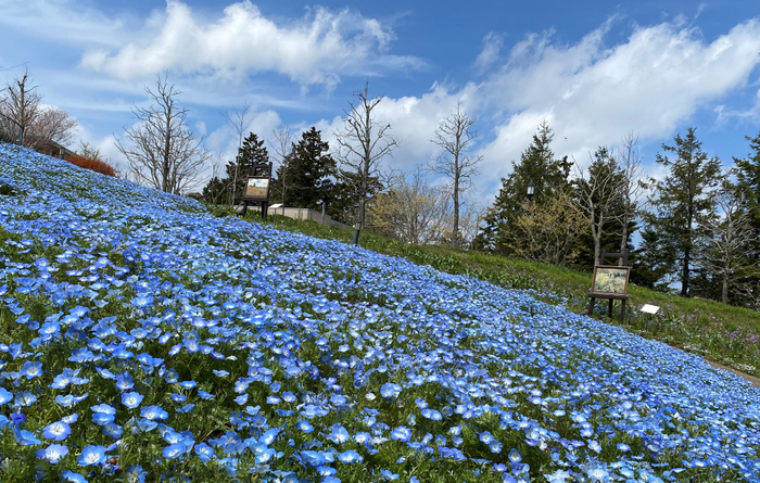 【JAF群馬】期間限定！県内おすすめお出かけスポットの春のお出かけクーポン配信中！