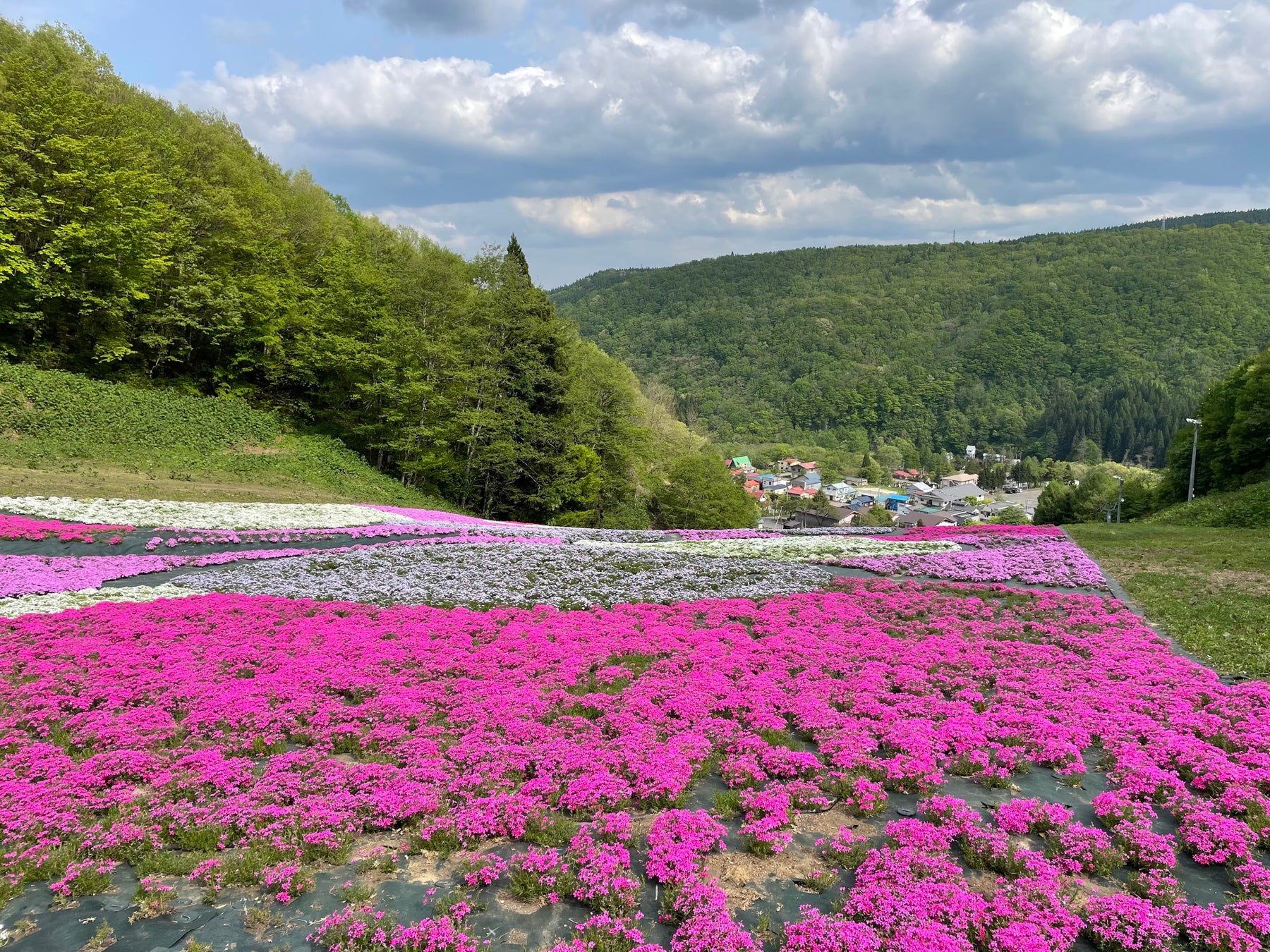 海辺の民宿発の変わり種ご当地プリン「南房総ピーナッツプディング」初のオンライン販売！ちばぎん商店（C-VALUE）のクラウドファンディング開始！ご当地プリンから地域の魅力を発信するプロジェクトが始動