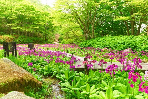 六甲高山植物園 花盛り！ 約6,000株の「クリンソウ」が見頃です