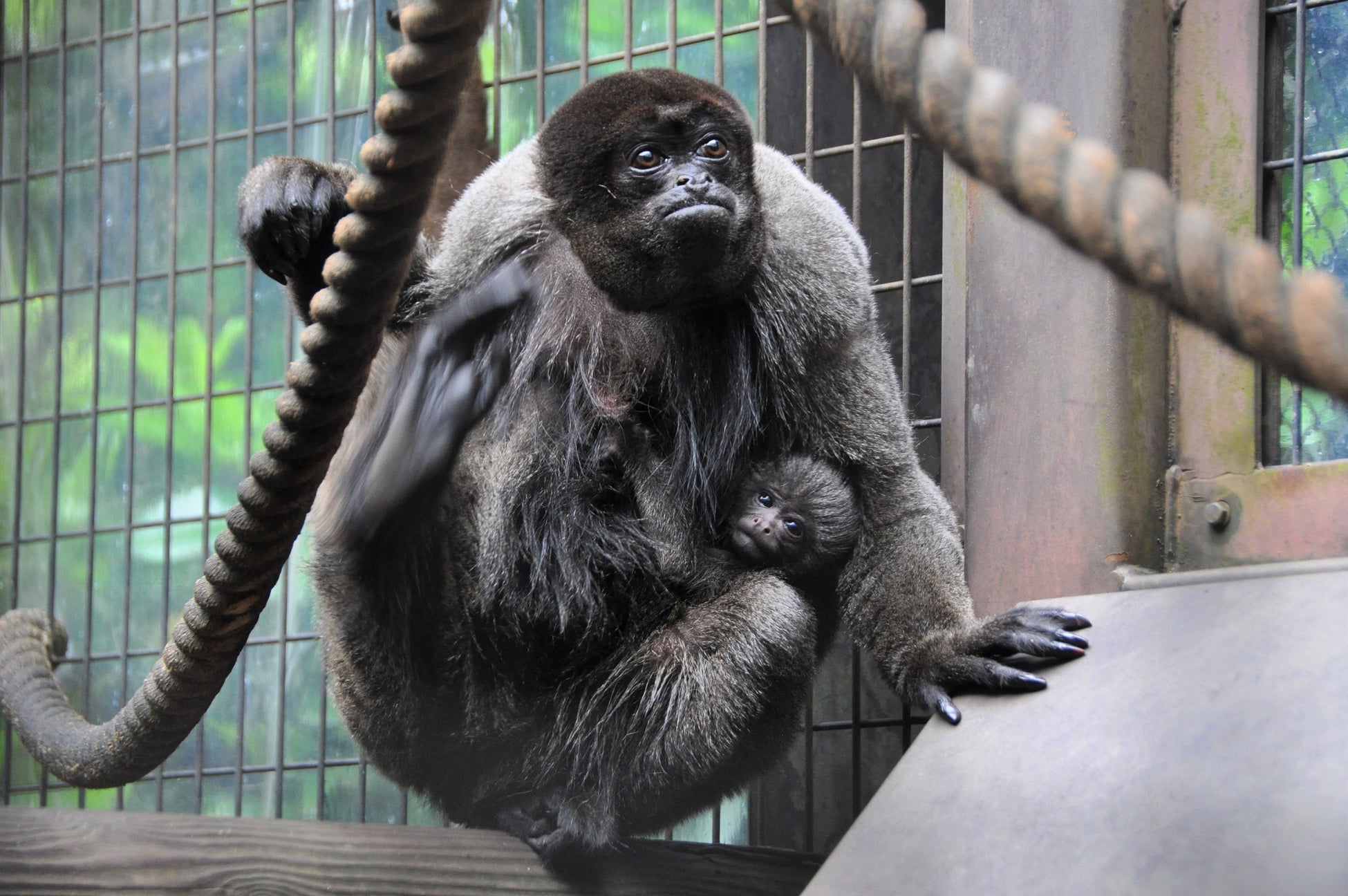 【５/17から一般公開】横浜市立よこはま動物園ズーラシアで、17年振りにウーリーモンキーの赤ちゃんが誕生しました！