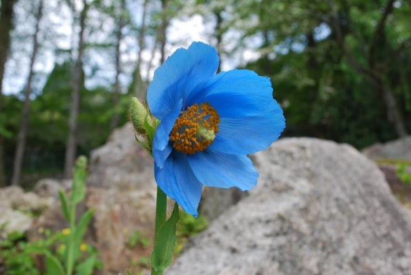 六甲高山植物園 世界中のあこがれの高山植物！
秘境の花「ヒマラヤの青いケシ」が見頃