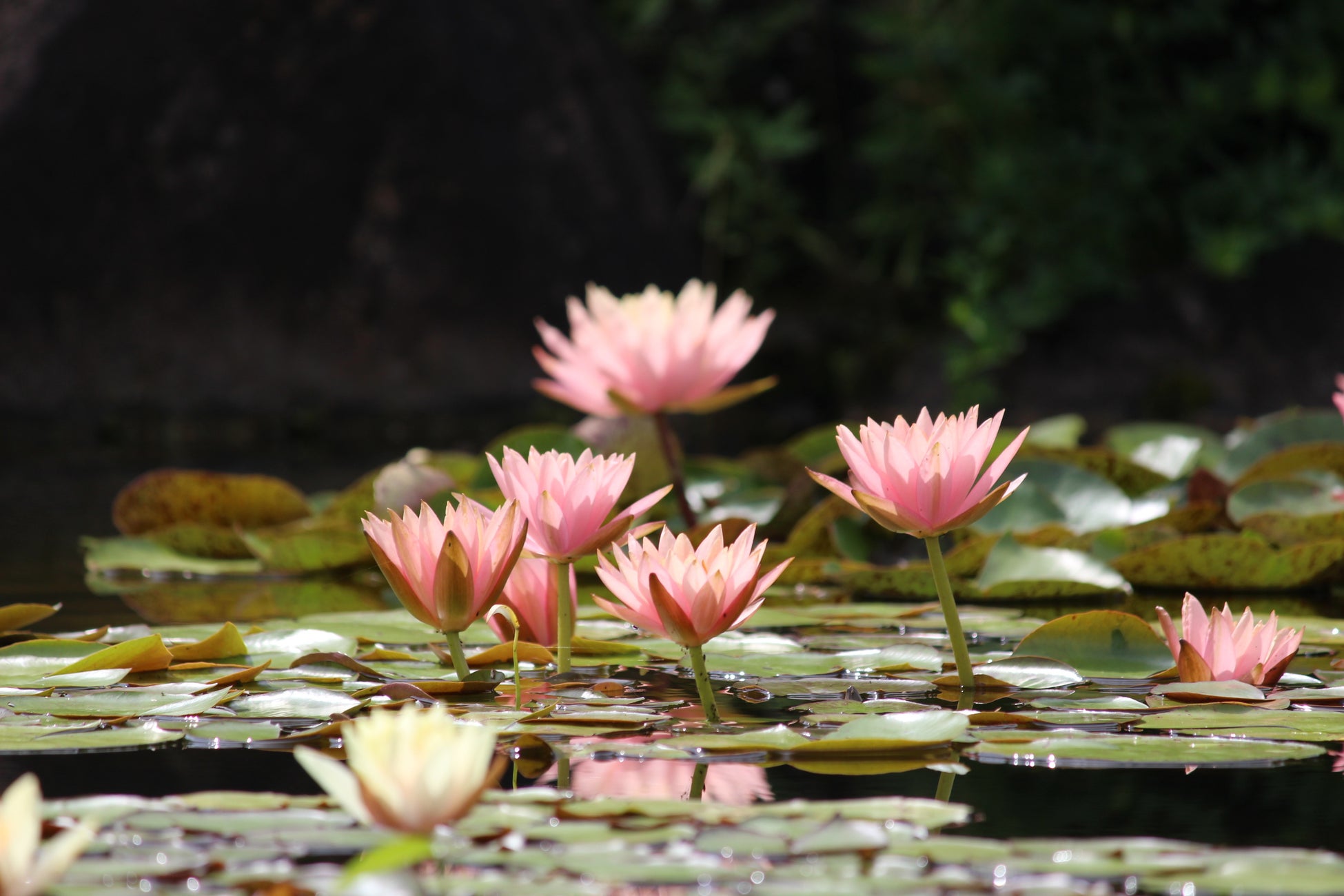 紫陽花が名所の箱根で雨季を楽しむ利き酒セットを6月2日（金）から提供