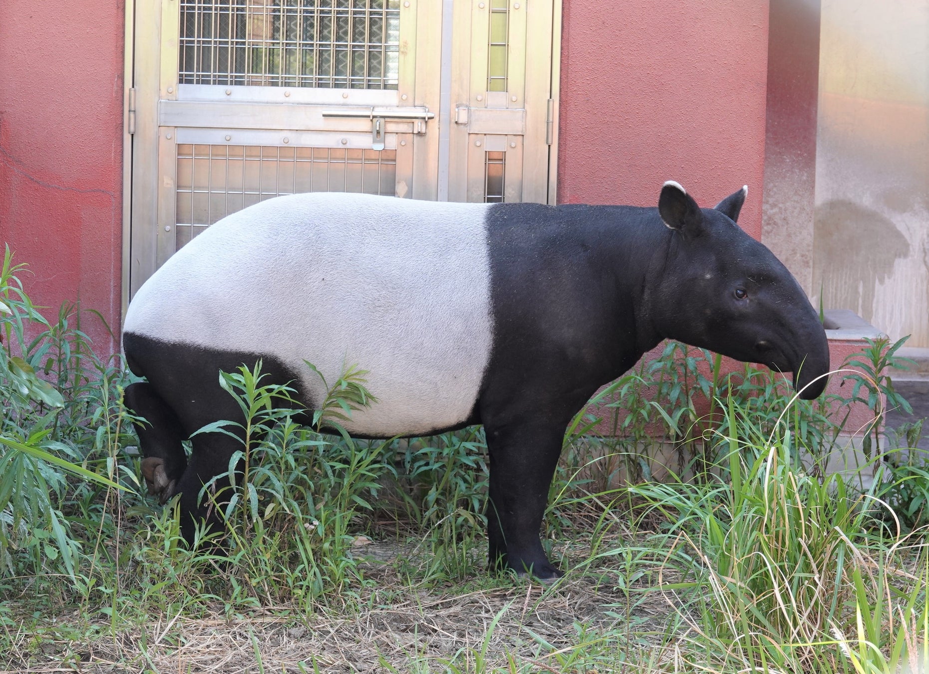 よこはま動物園ズーラシアにマレーバクの「アルタイル」が来園します