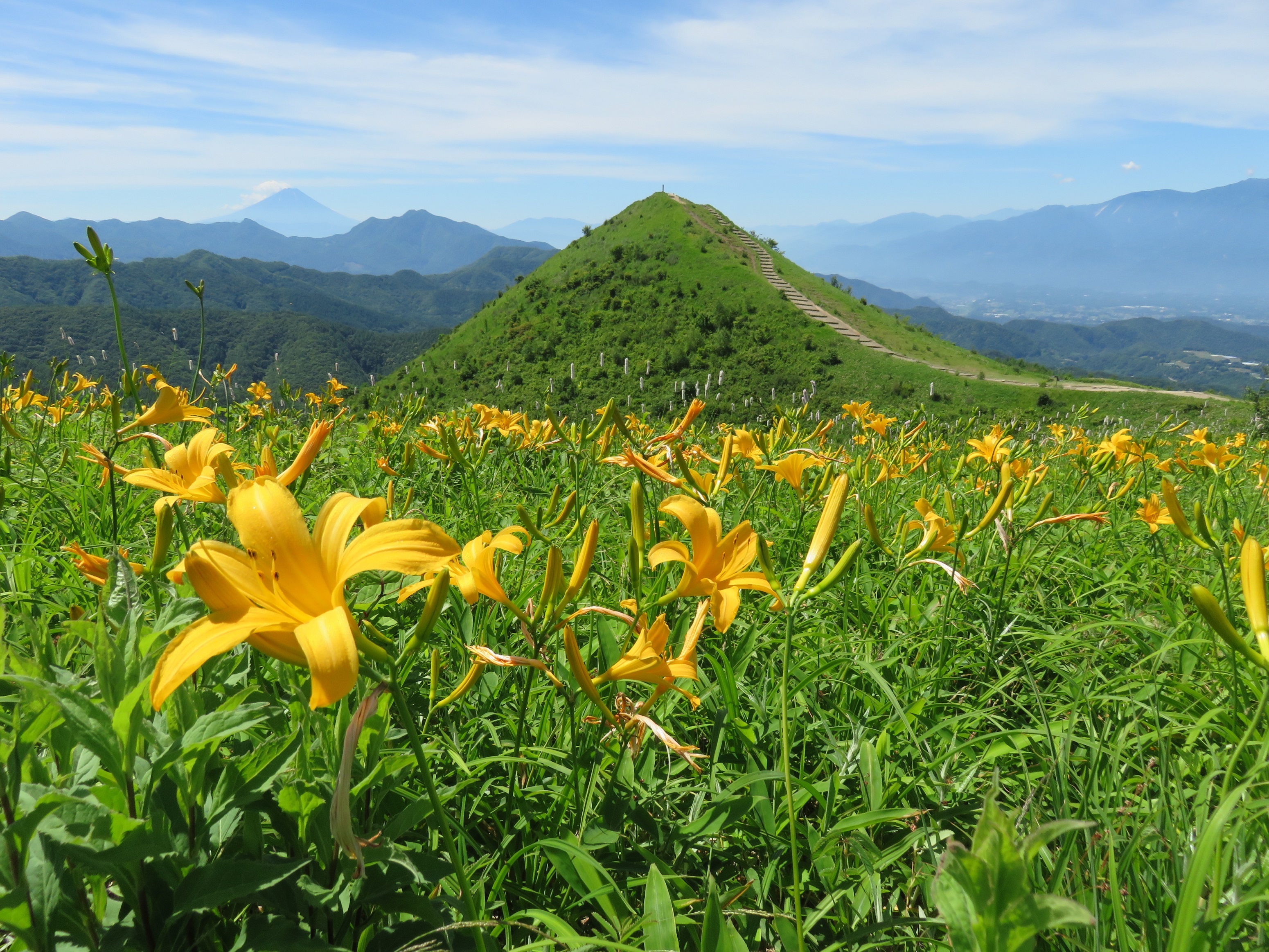 標高1,350m！東京からも気軽に行けるリゾート地　
長野県南牧村「飯盛山フラワーウィーク」のイベントを
6月20日(火)～7月10日(月)開催