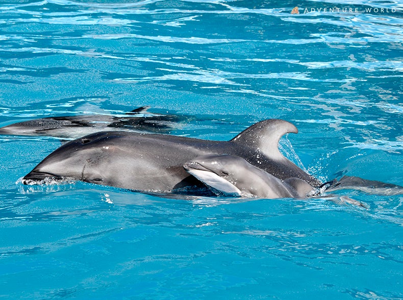 アドベンチャーワールド 鯨類繁殖プロジェクト　６月３日（土）カマイルカの赤ちゃんが誕生しました！