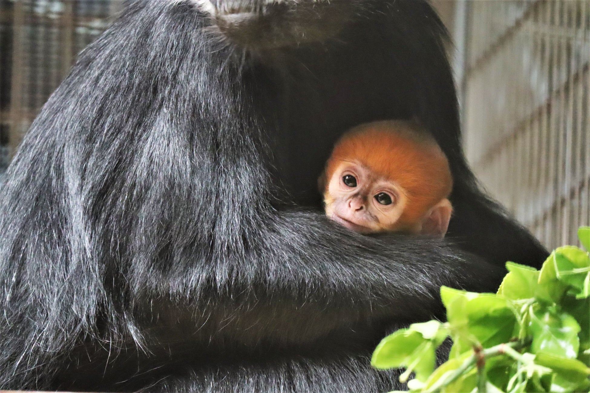 【アンケート調査】キャンプ歴はどのくらい？コロナ禍をきっかけに加速したキャンプブーム