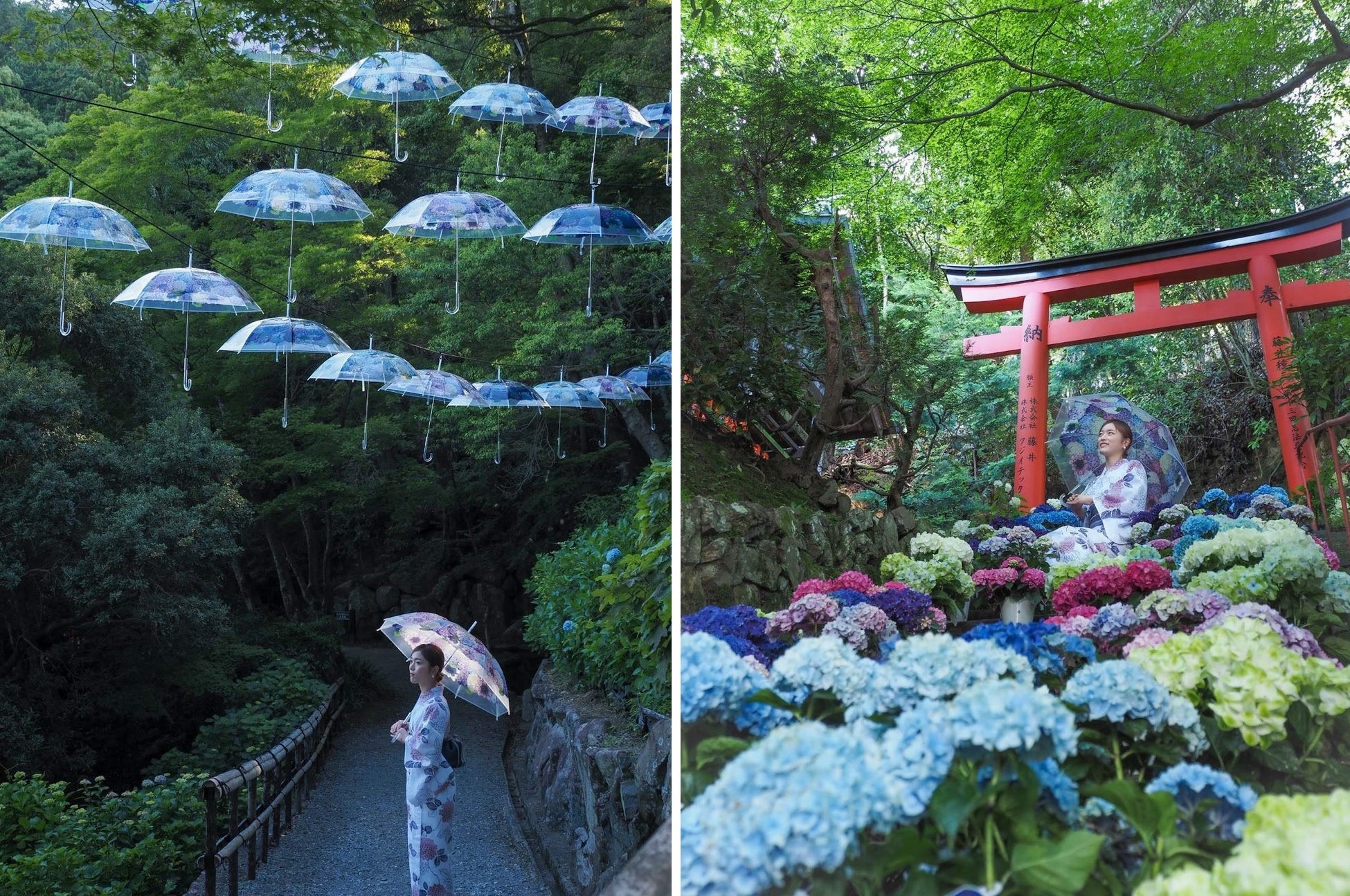 京都・柳谷観音楊谷寺「紫陽花の傘」のアンブレラスカイを、好評につき