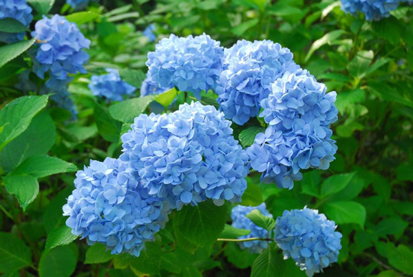 AO Coolers(エーオークーラーズ)のアウトドアでも日常でも、1年中使いやすい人気の「ランチクーラー」に新色フォリッジグリーンとパープルが追加。全4色に。