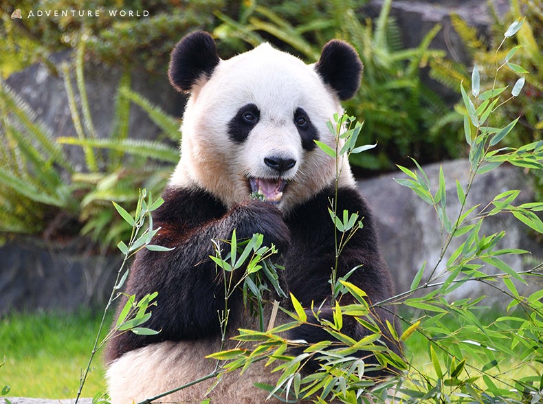 ジャイアントパンダしあわせ計画２３周年７月７日（金）七夕の日に、地元小学生を対象に「パンダとSDGsを考える」特別レクチャーを開催