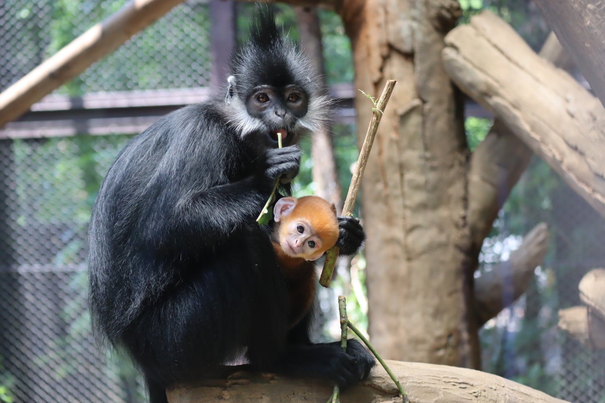 【今年も開催、夜の動物園】【８月土・日・祝限定】よこはま動物園「ズーラシア ナイトフェスタ」を開催します